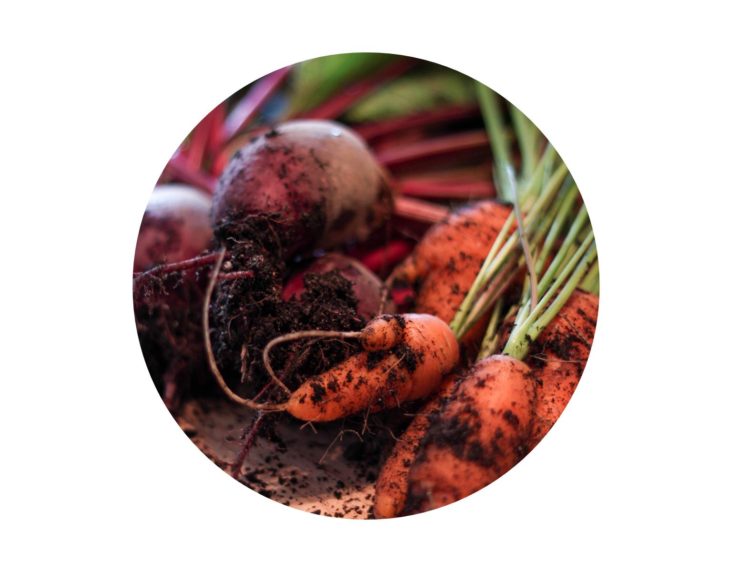 Homegrown beetroots and carrots
