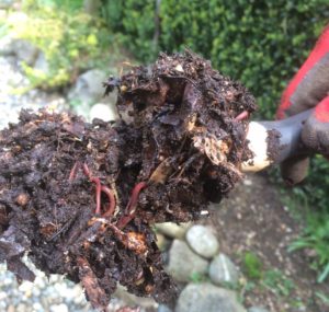 Worms in compost