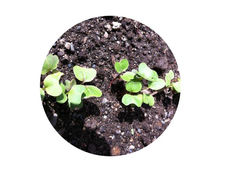 Healthy seedlings in compost