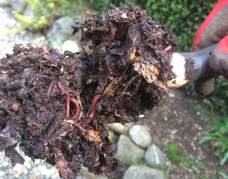 Compost teeming with life and worms made from bokashi compost