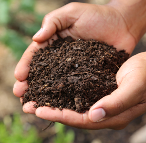 Regenerating our garden soils