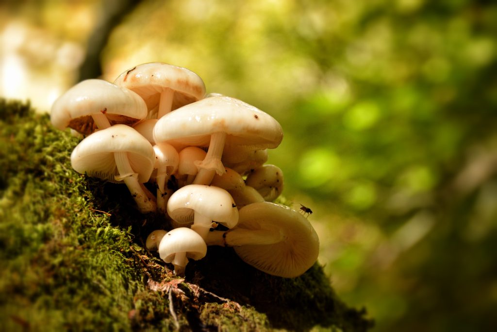 The Role of Mushrooms in Gardening: Why Grow Your Own