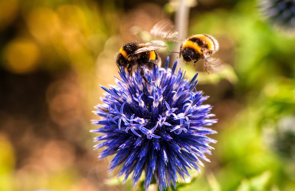 Bee the Change: Nurturing Nature through Sustainable Beekeeping in Your Backyard