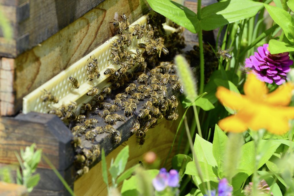 Bee the Change: Nurturing Nature through Sustainable Beekeeping in Your Backyard